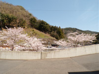 s-桜その１100_2839