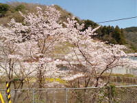 s-桜その２100_2840