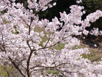 s-桜その３100_2841